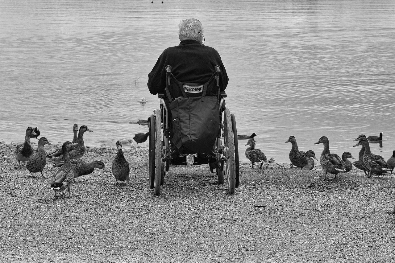 man, wheelchair, ducks, nature, lake, water, feed, person, wheelchair, wheelchair, wheelchair, wheelchair, wheelchair